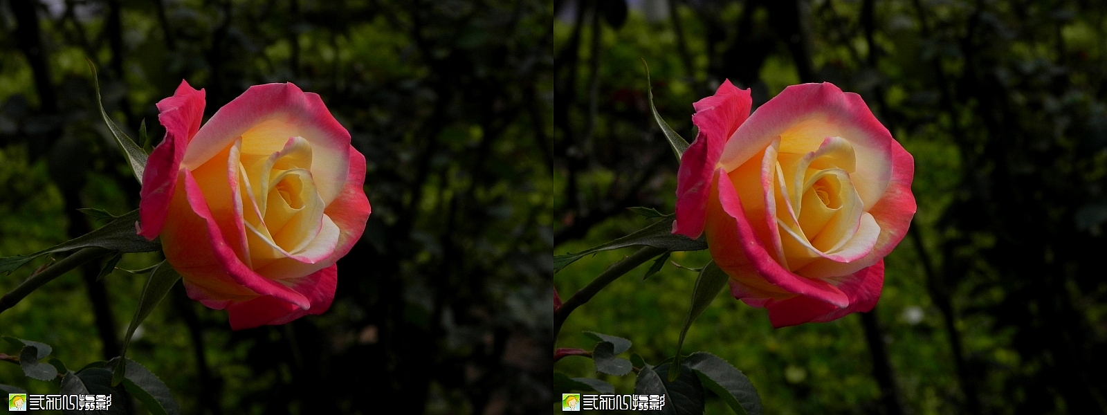 1玫瑰 (1).jpg