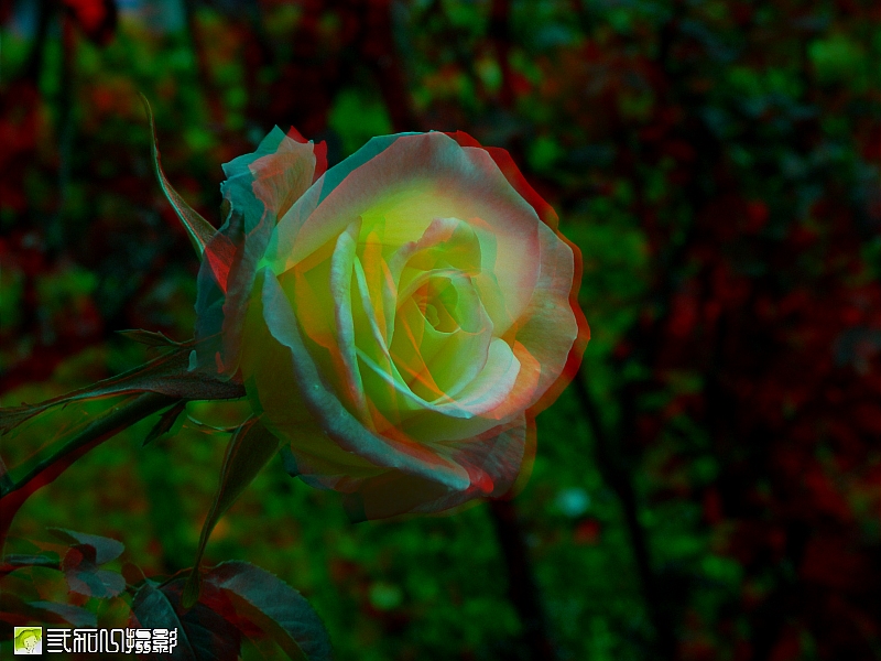 2玫瑰 (1).jpg