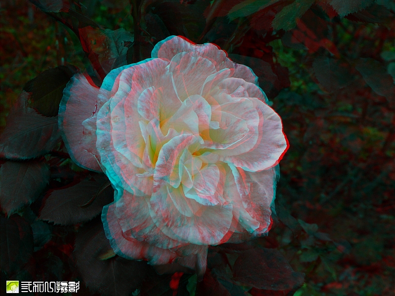 2玫瑰 (3).jpg