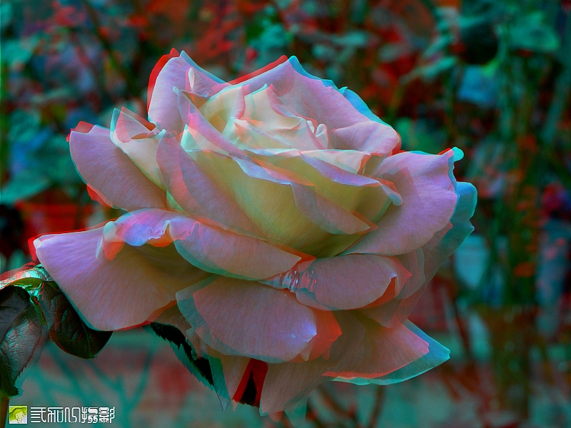 2玫瑰 (6).jpg