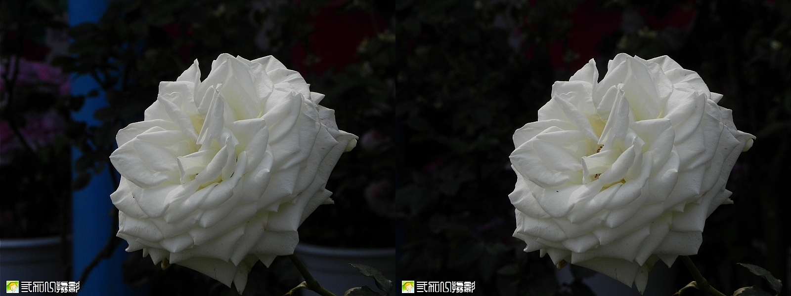 3玫瑰 (2).jpg