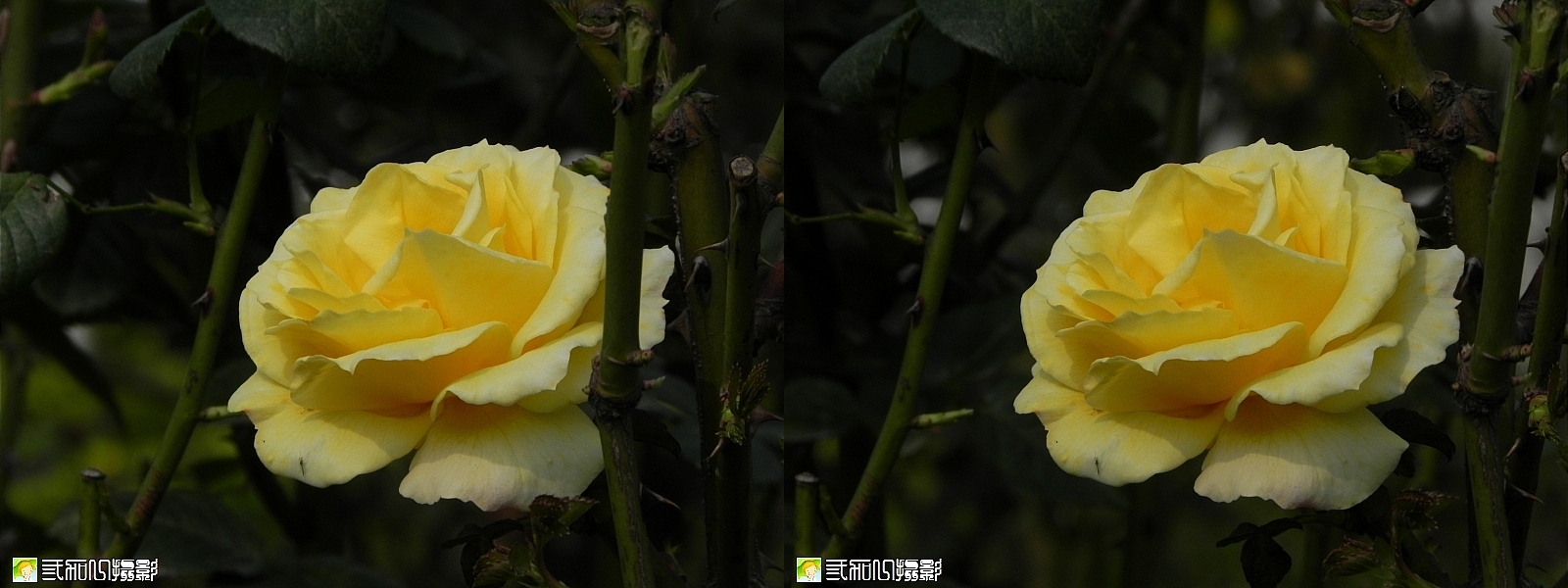 3玫瑰 (7).jpg
