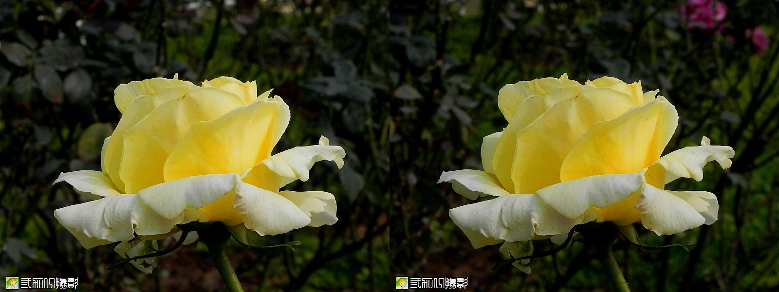 3玫瑰 (9).jpg