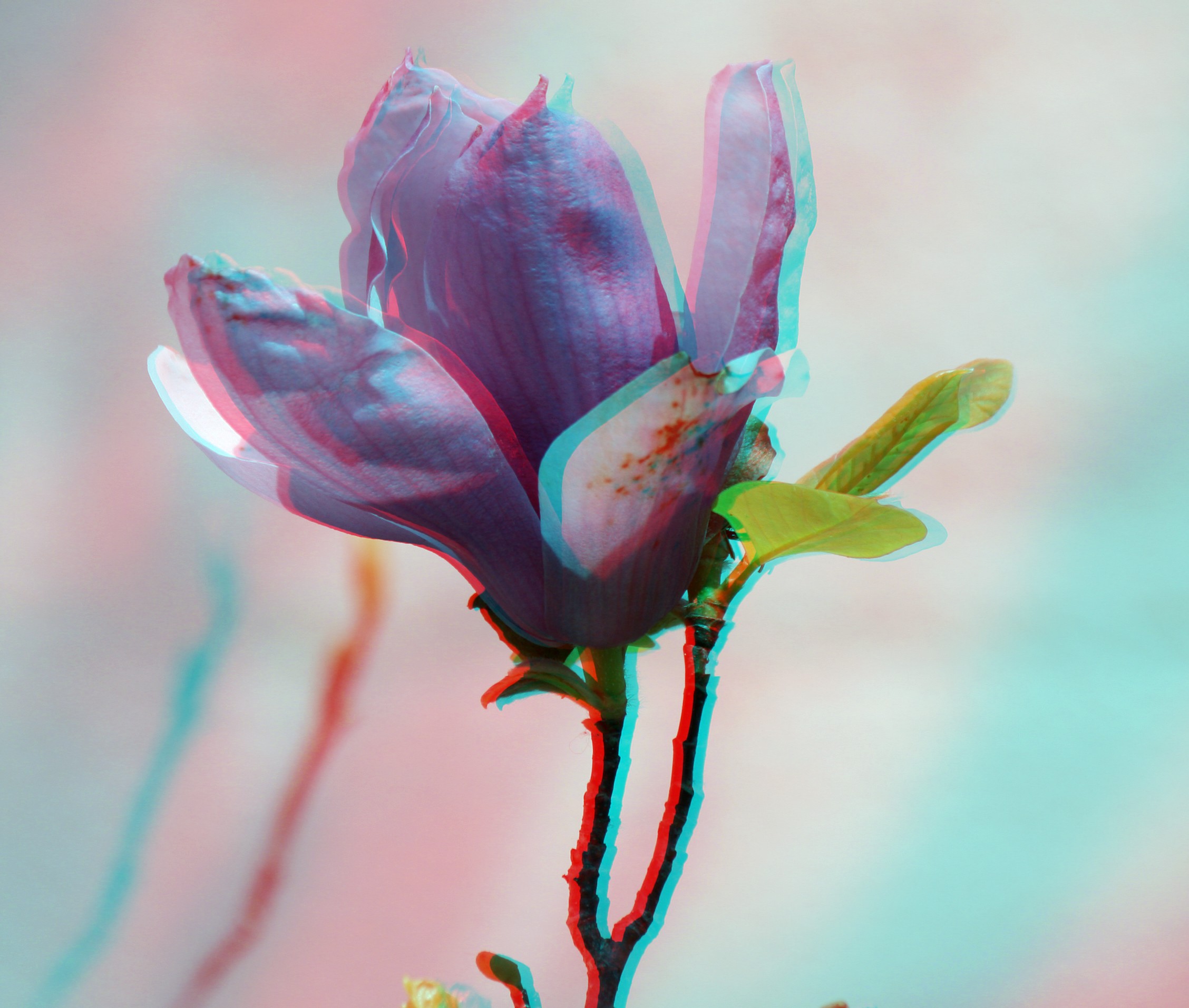 紫玉蘭1.jpg