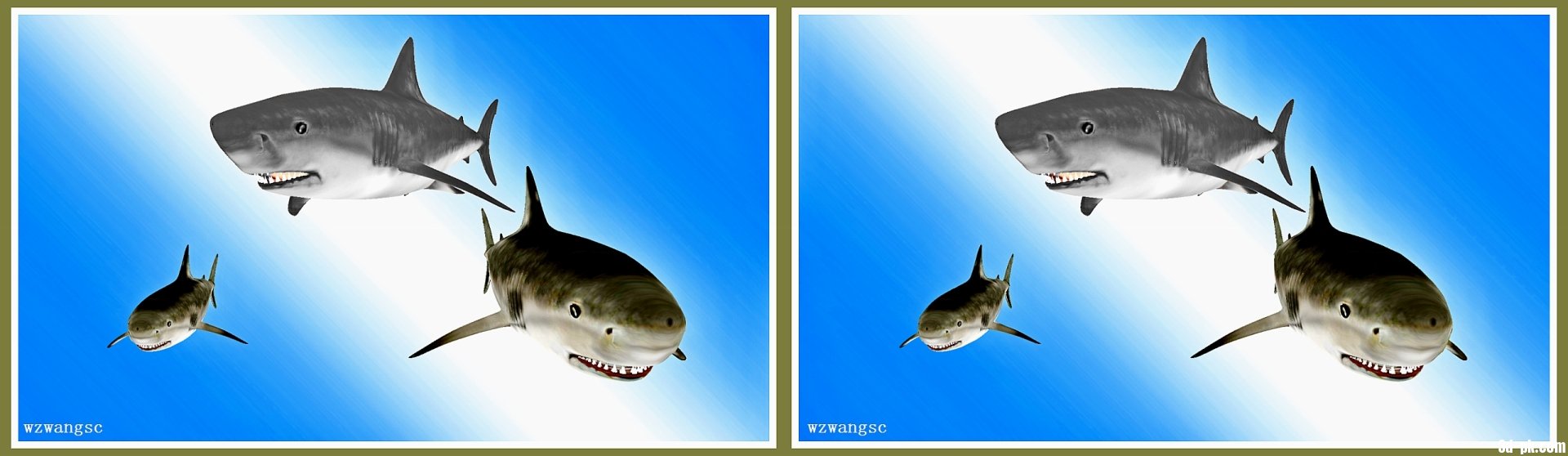 鲨鱼01_P.jpg