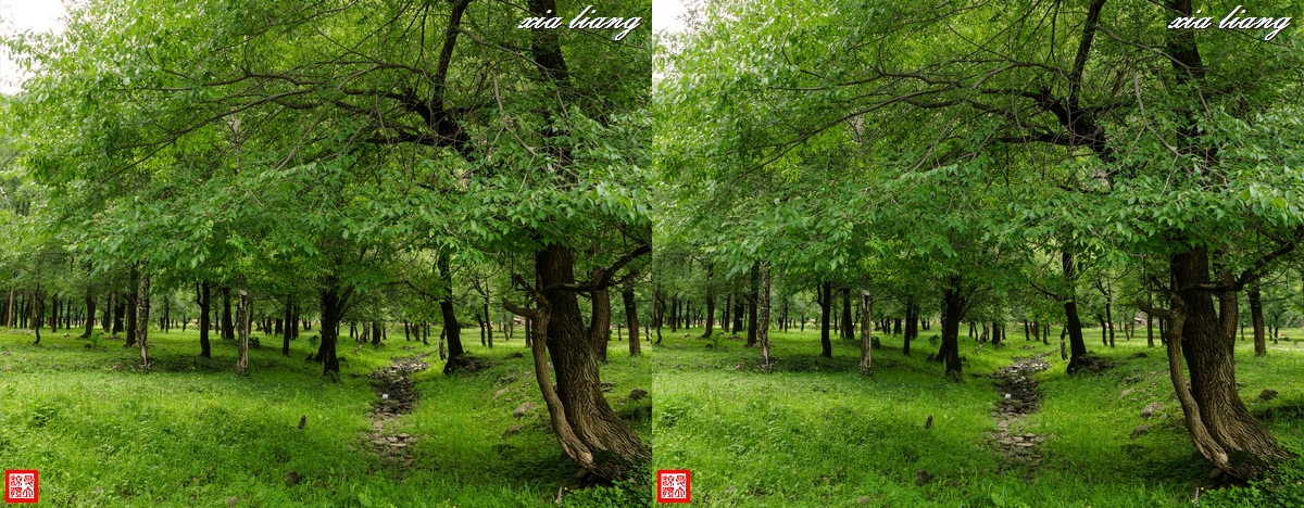 寂静的树林  (21)x.JPG