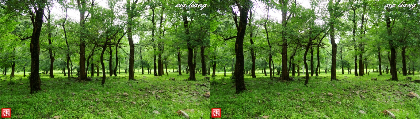 寂静的树林  (62)x.JPG