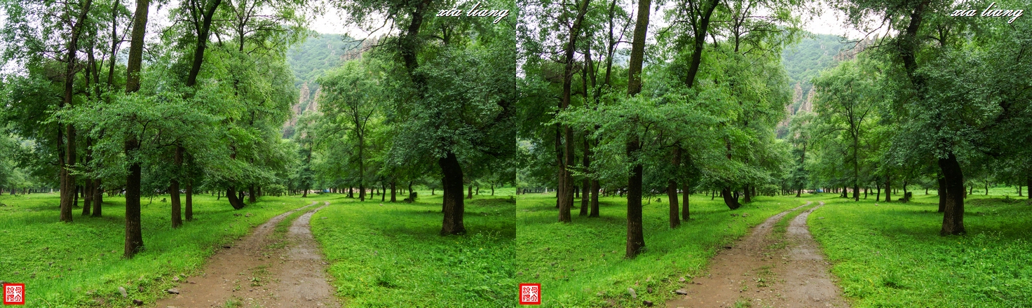 寂静的树林  (125)x.JPG